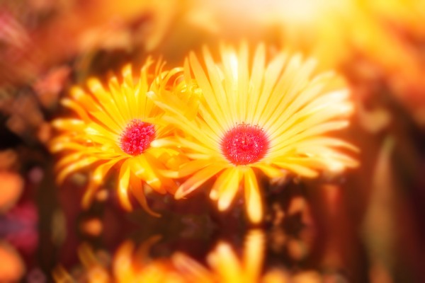 sun worshippers goldduo by Dagmar Marina